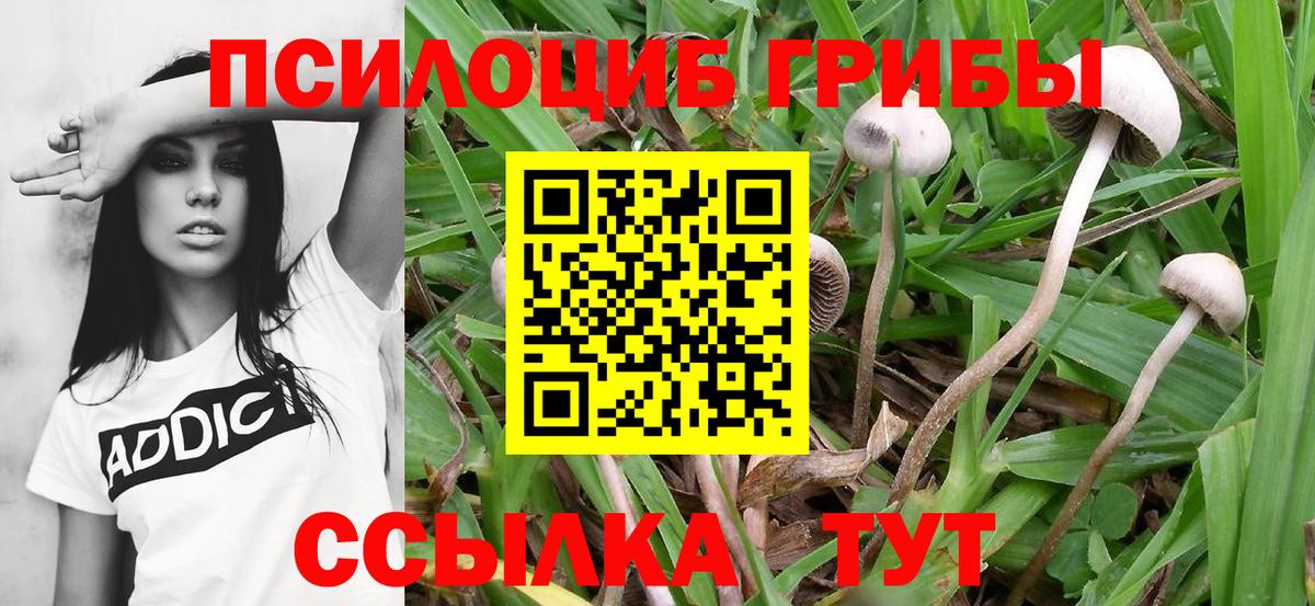 Псилоцибиновые грибы мицелий Вязники